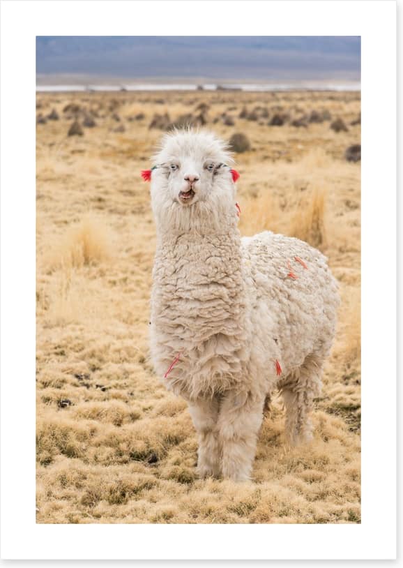Alpaca alone