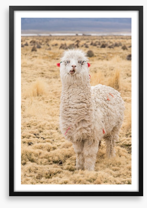 Alpaca alone