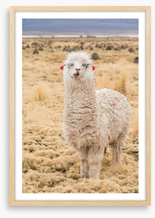 Alpaca alone