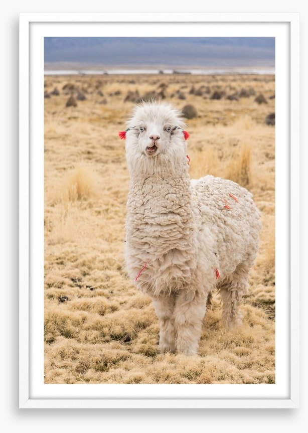 Alpaca alone