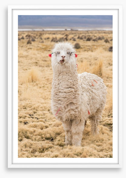 Alpaca alone