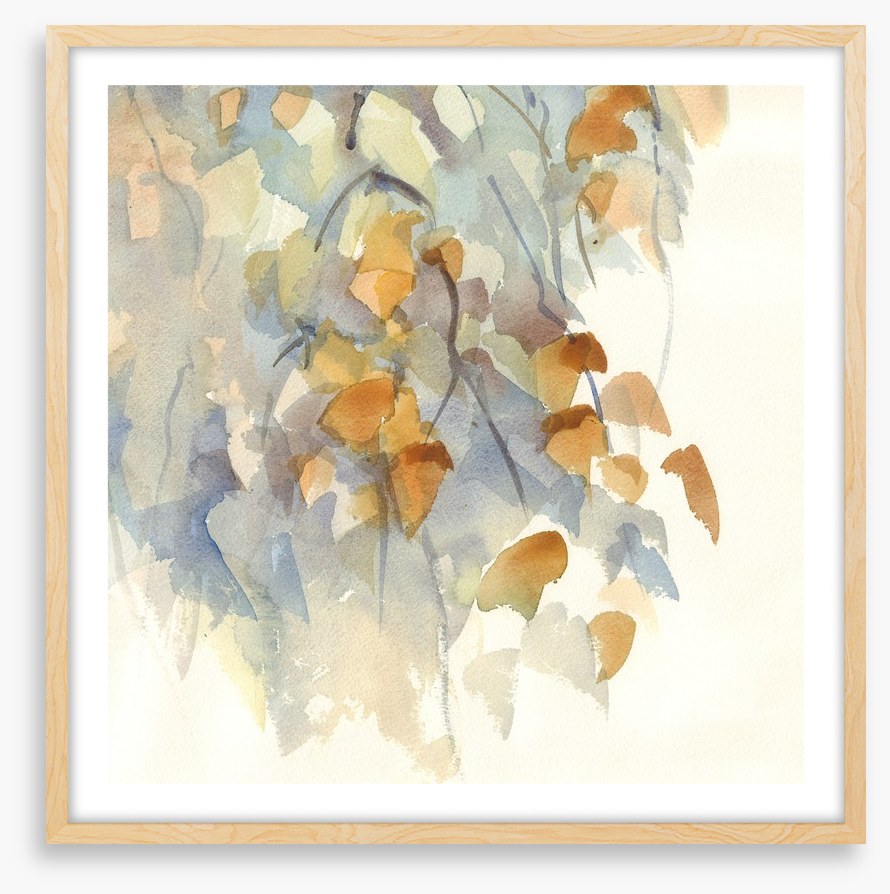 Shadows in the birch