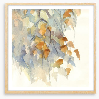 Shadows in the birch