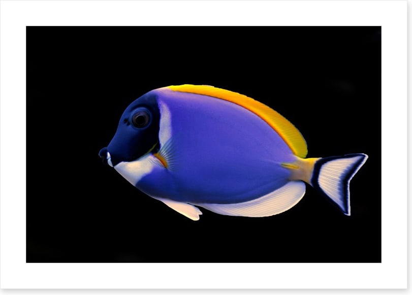 Fish / Aquatic