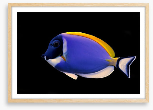 Fish / Aquatic