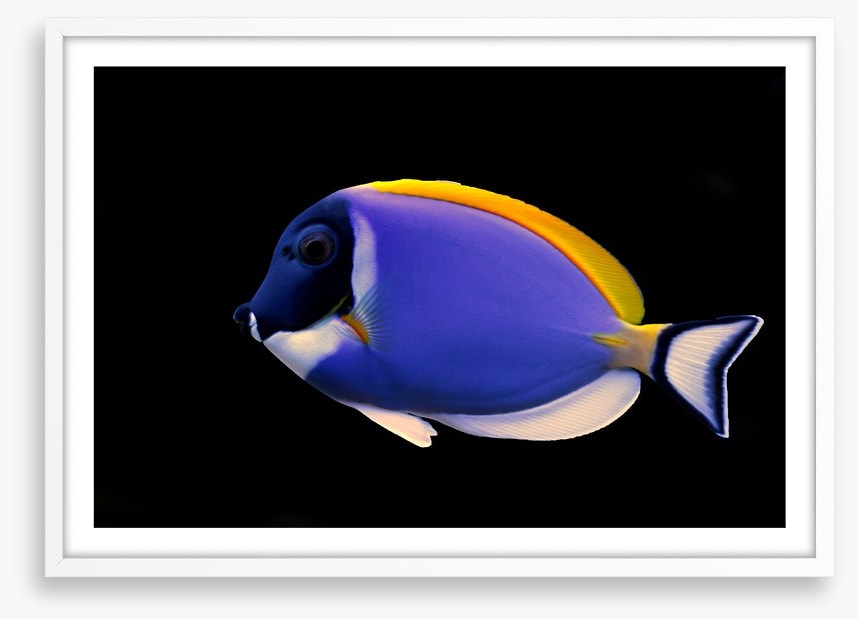 Fish / Aquatic