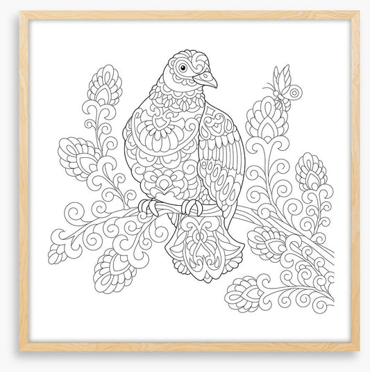 Colour me dove
