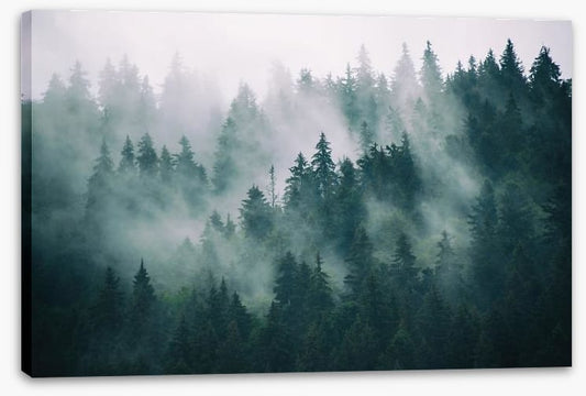 The fading forest