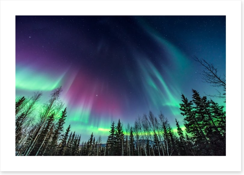 Borealis pines