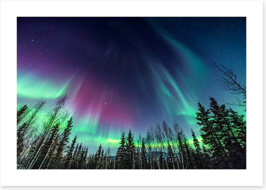 Borealis pines