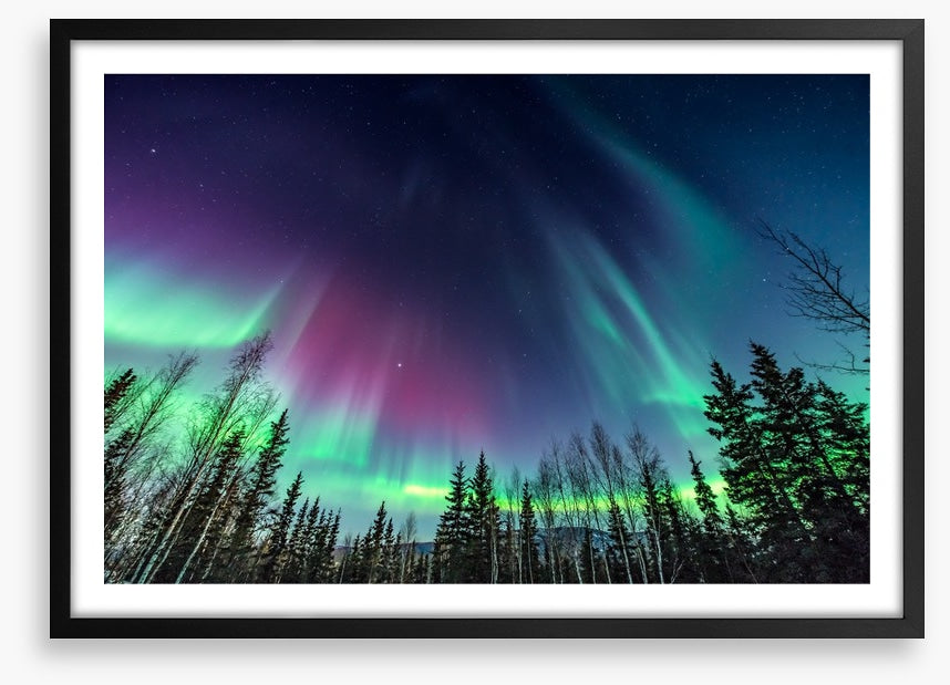 Borealis pines
