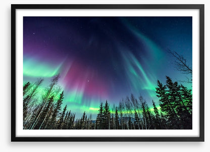 Borealis pines