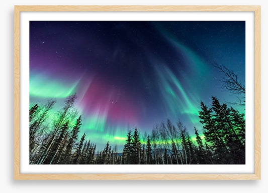 Borealis pines