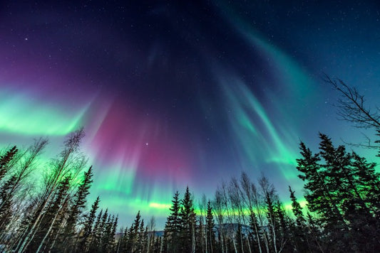 Borealis pines