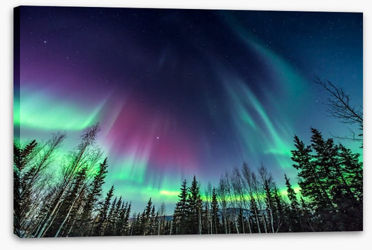 Borealis pines