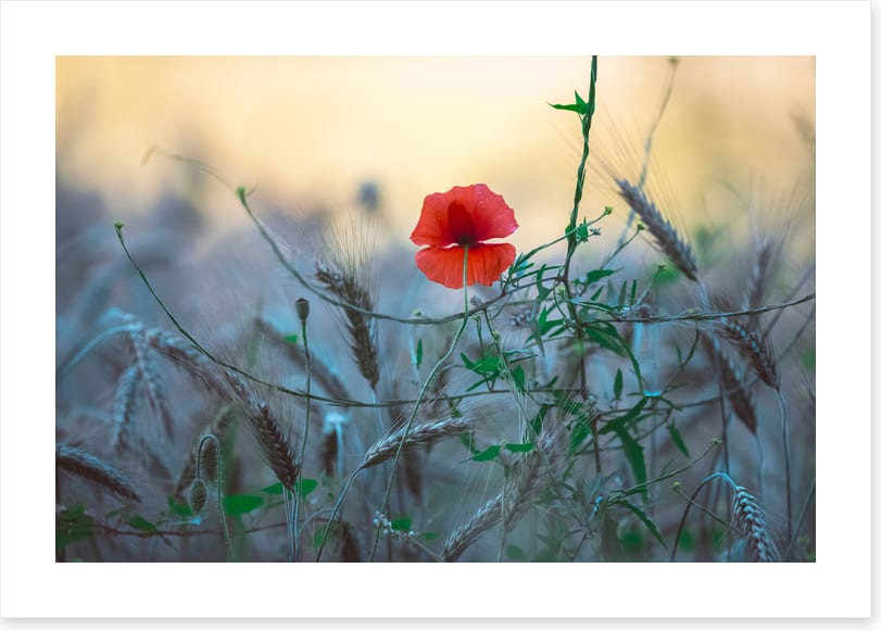 Poppy alone