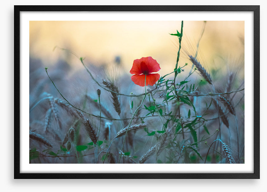 Poppy alone