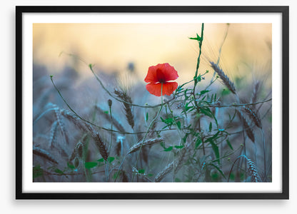 Poppy alone