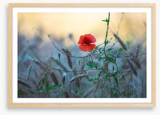Poppy alone