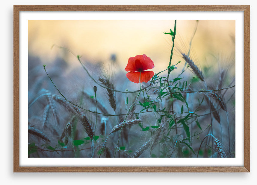Poppy alone