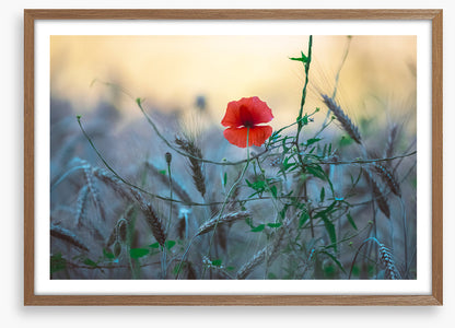 Poppy alone