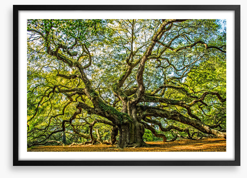 Angel oak