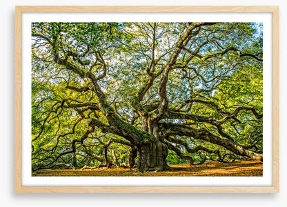 Angel oak