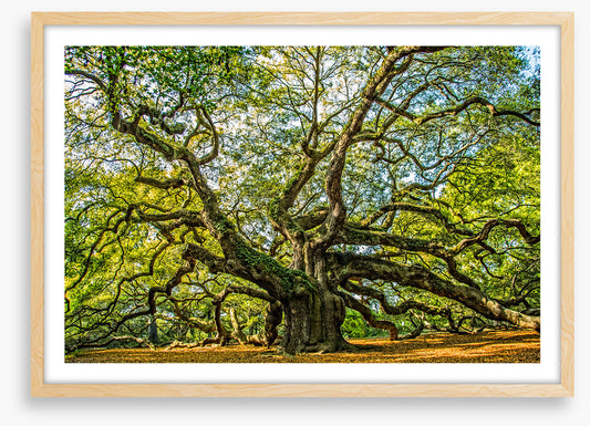 Angel oak