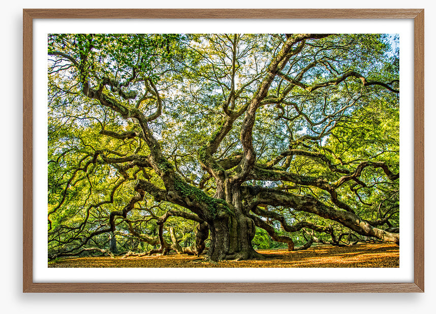 Angel oak