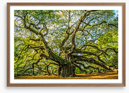Angel oak