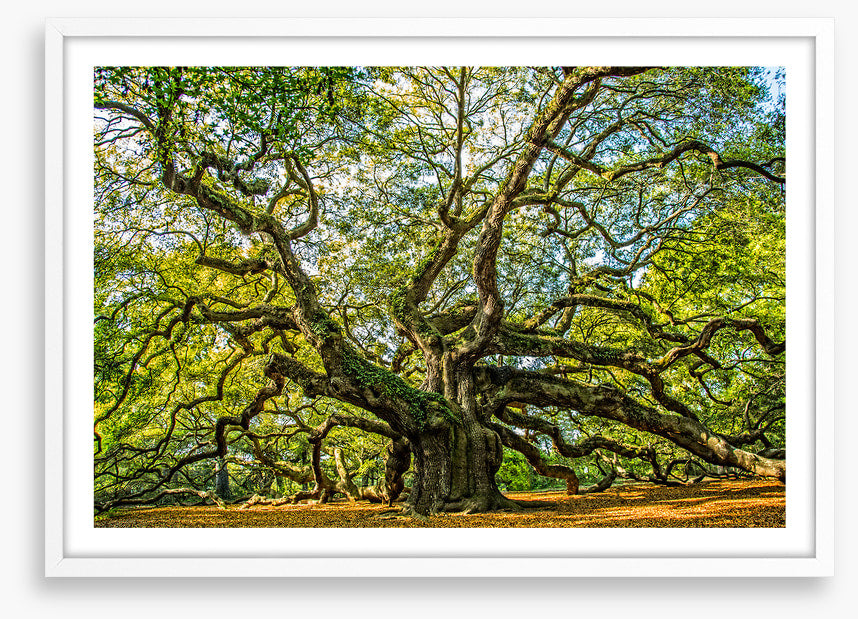 Angel oak