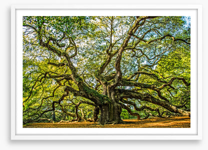 Angel oak