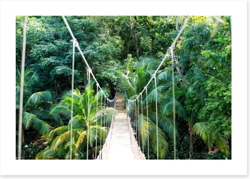 Into the jungle