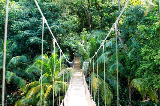 Into the jungle