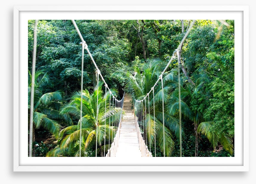 Into the jungle