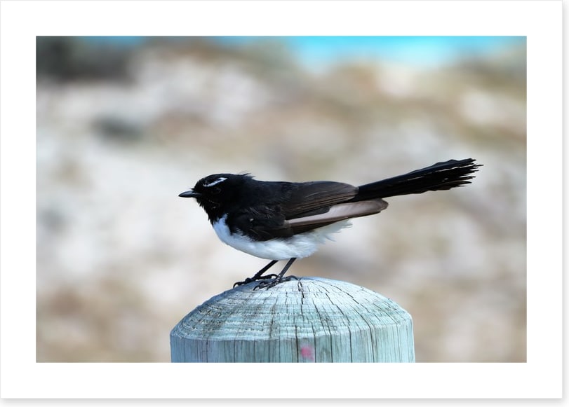 Little willie wagtail