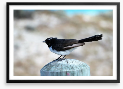 Little willie wagtail