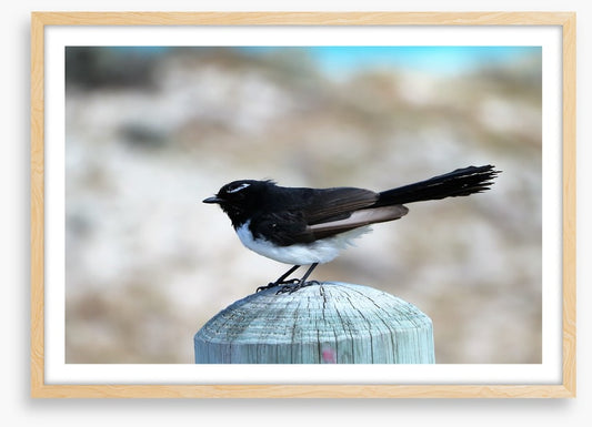 Little willie wagtail