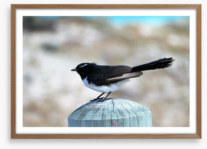 Little willie wagtail