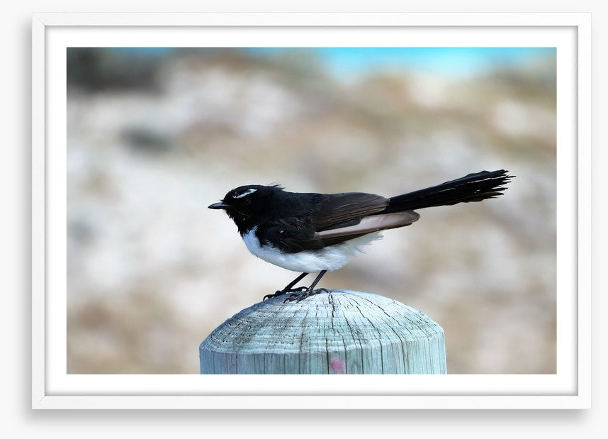 Little willie wagtail