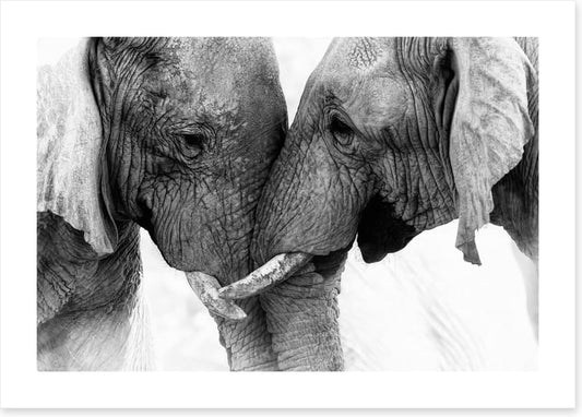 Elephants entwine