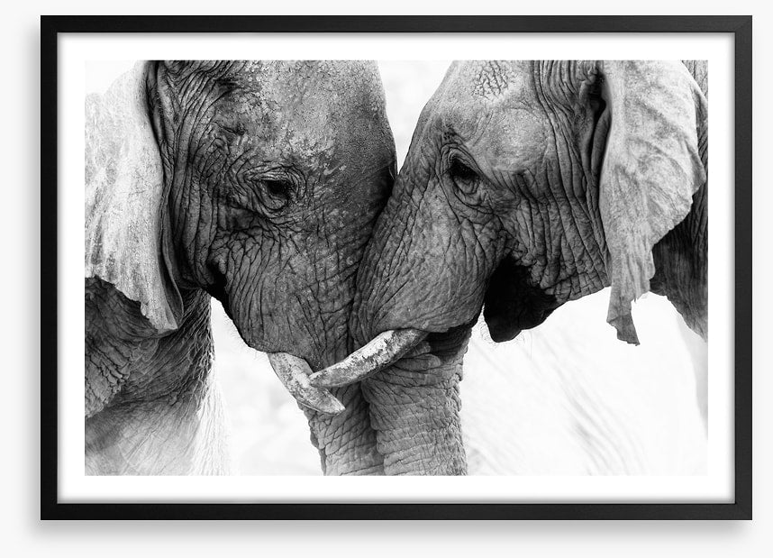 Elephants entwine