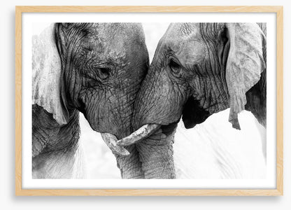 Elephants entwine