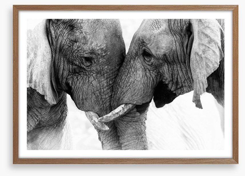 Elephants entwine