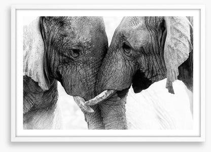 Elephants entwine