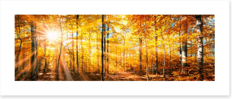 Autumn beams panorama