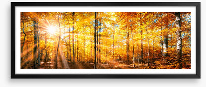 Autumn beams panorama