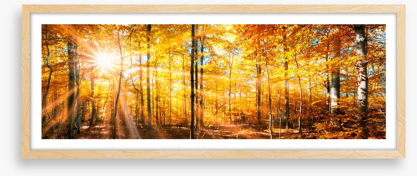 Autumn beams panorama