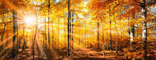 Autumn beams panorama