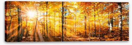 Autumn beams panorama